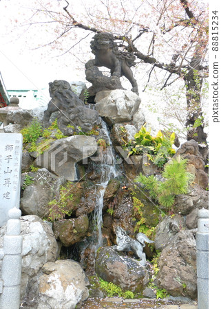 石獅子和櫻花騎在神田神社轄區的獅子山上 工匠石切藤兵衛外神田,東京都千代田區 石獅子和櫻花騎在神田神社轄區的獅子山上 工匠石切藤兵衛外神田,東京都千代田區 88815234