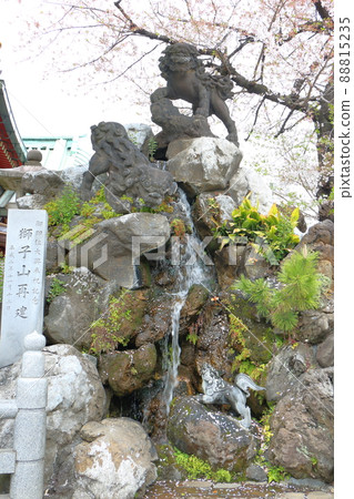 石獅子和櫻花騎在神田神社轄區的獅子山上 工匠石切藤兵衛外神田,東京都千代田區 石獅子和櫻花騎在神田神社轄區的獅子山上 工匠石切藤兵衛外神田,東京都千代田區 88815235