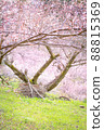 The shade of the plum grove in full bloom 88815369
