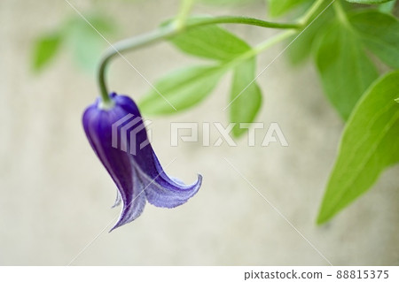 Clematis crotch Clematis crotch 88815375