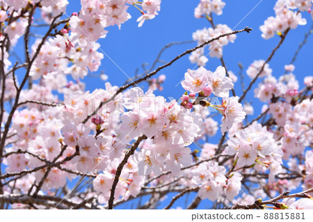 櫻花,櫻花,櫻花 櫻花,櫻花,櫻花 88815881