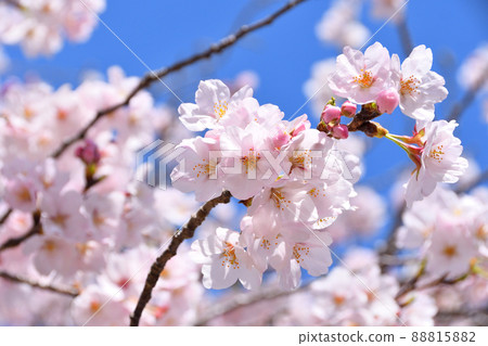 Sakura, Sakura, Sakura Sakura, Sakura, Sakura 88815882