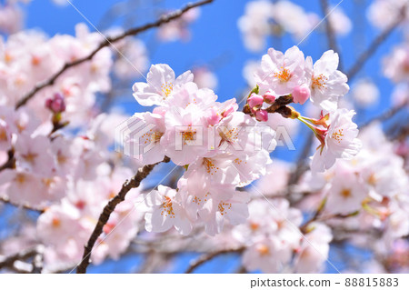 櫻花,櫻花,櫻花 櫻花,櫻花,櫻花 88815883