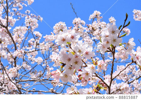 櫻花,櫻花,櫻花 櫻花,櫻花,櫻花 88815887