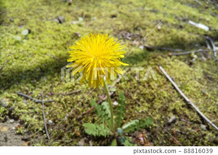 路邊盛開的蒲公英 88816039