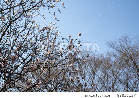 Boksakkot Boksakkot 88816137