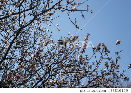 Boksakkot Boksakkot 88816139