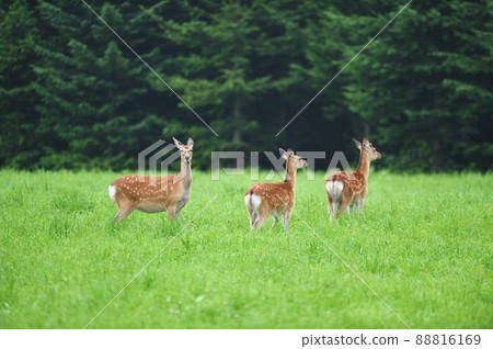 我在森林裡遇到的一群梅花鹿（北海道） 88816169