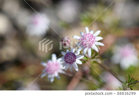 Delicate rare Australian native Pink Flannel Flower, Actinotus forsythii, family Apiaceae. Endemic to the damp areas in open forest and heath in Blue Mountains, NSW. Germinates following bushfire Delicate rare Australian native Pink Flannel Flower, Actinotus forsythii, family Apiaceae. Endemic to the damp areas in open forest and heath in Blue Mountains, NSW. Germinates following bushfire 88816299