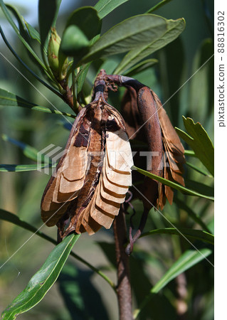 Seed pod and seeds of the Australian native Waratah, Telopea speciosissima, family Proteaceae. Seeds have wings for wind dispersal. 88816302