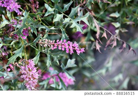 Purple flowers of the Australian native Tangled Grevillea, Grevillea leptobotrys, family Proteaceae. Endemic to eucalypt woodlands of southwest Western Australia. Spring to summer flowering 88816515