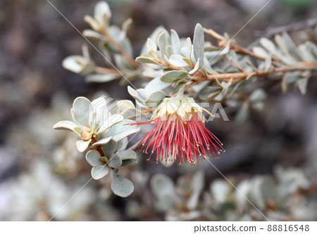 Close up of pink flower and furry grey foliage of the Australian native Wild Rose, Diplolaena mollis, family Rutaceae. Endemic to central west coast of Western Australian. Also known as Murchison Rose 88816548