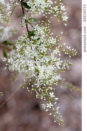 Delicate fragrant, white flowers of the Australian native Blackthorn, Bursaria spinosa, family Pittosporaceae. Endemic to east and southeast Australia. Also known as Sweet Bursaria or Castanet Bush Delicate fragrant, white flowers of the Australian native Blackthorn, Bursaria spinosa, family Pittosporaceae. Endemic to east and southeast Australia. Also known as Sweet Bursaria or Castanet Bush 88816553