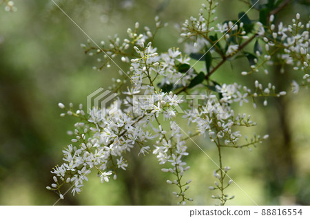 Delicate fragrant, white flowers of the Australian native Blackthorn, Bursaria spinosa, family Pittosporaceae. Endemic to east and southeast Australia. Also known as Sweet Bursaria or Castanet Bush 88816554