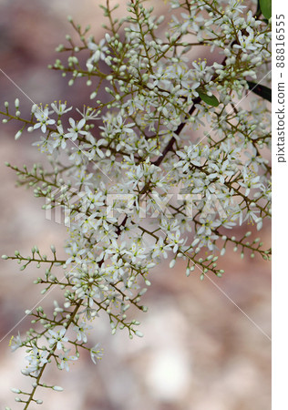 Delicate fragrant, white flowers of the Australian native Blackthorn, Bursaria spinosa, family Pittosporaceae. Endemic to east and southeast Australia. Also known as Sweet Bursaria or Castanet Bush Delicate fragrant, white flowers of the Australian native Blackthorn, Bursaria spinosa, family Pittosporaceae. Endemic to east and southeast Australia. Also known as Sweet Bursaria or Castanet Bush 88816555