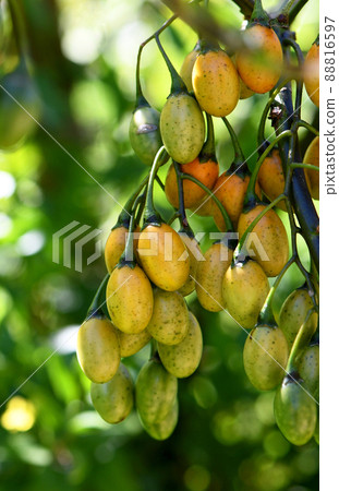Orange, yellow and green fruits of the Australian native shrub, the Kangaroo Apple, Solanum laciniatum, family Solanaceae. Also called the Bush Tomato. Endemic to temperate regions of SE Australia 88816597