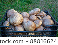 Porcini forest mushroom. 88816624
