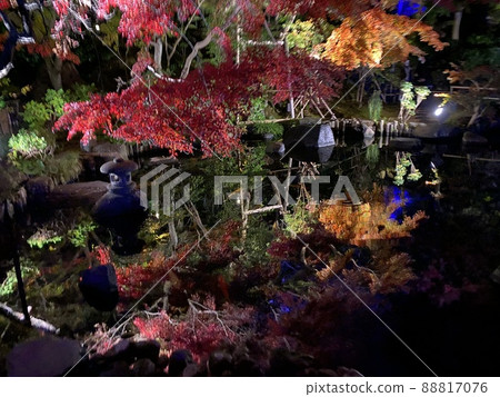Illumination of autumn leaves reflected on the surface of the water in Kamakura Illumination of autumn leaves reflected on the surface of the water in Kamakura 88817076