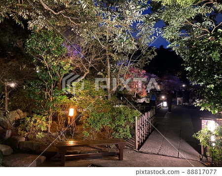 Illuminated scenery of autumn leaves in Kamakura Illuminated scenery of autumn leaves in Kamakura 88817077