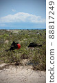 Couple (Frigatebird) 88817249