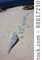 Bone (shark) 88817250