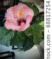 Hibiscus (pink) 88817254