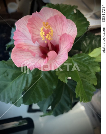 芙蓉(粉紅色) 芙蓉(粉紅色) 88817254