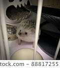 Hedgehog 88817255