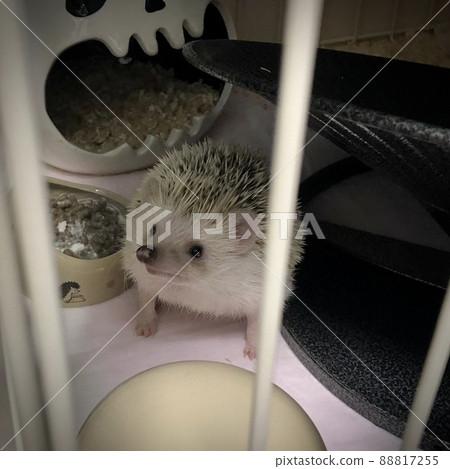 刺猬 刺猬 88817255