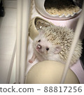 Looking at the camera (hedgehog) 88817256