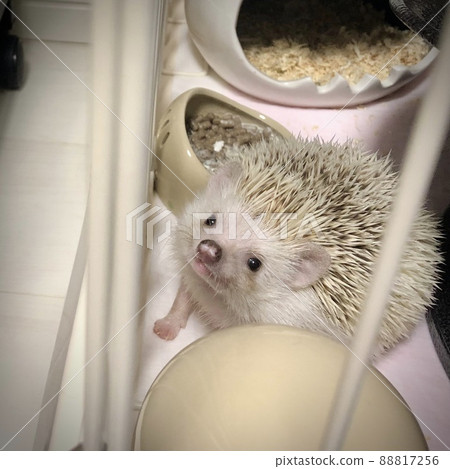 看著相機(刺猬) 看著相機(刺猬) 88817256