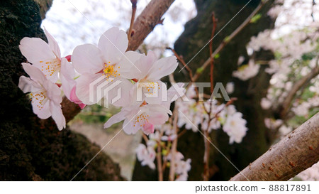 Yoshino cherry tree around the moat of the Imperial Palace Yoshino cherry tree around the moat of the Imperial Palace 88817891