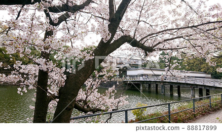 Yoshino cherry tree around the moat of the Imperial Palace Yoshino cherry tree around the moat of the Imperial Palace 88817899