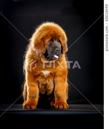 Cute Tibetan mastiff puppy 88818049