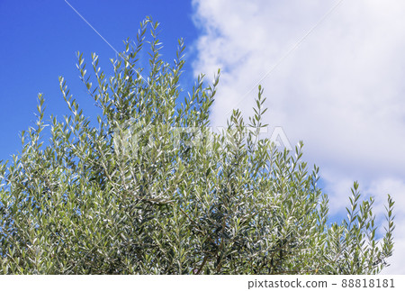 Olive tree Sun tree Happiness tree Image material 88818181