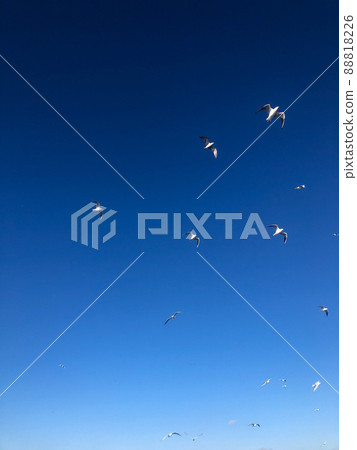 flock of white seagull birds flying in beautiful blue sky with copy space 88818226
