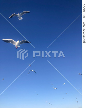 flock of white seagull birds flying in beautiful blue sky with copy space flock of white seagull birds flying in beautiful blue sky with copy space 88818227