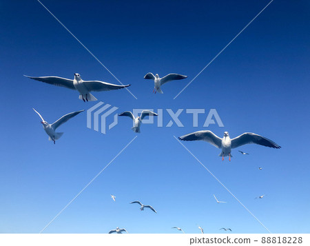 flock of white seagull birds flying in beautiful blue sky with copy space flock of white seagull birds flying in beautiful blue sky with copy space 88818228