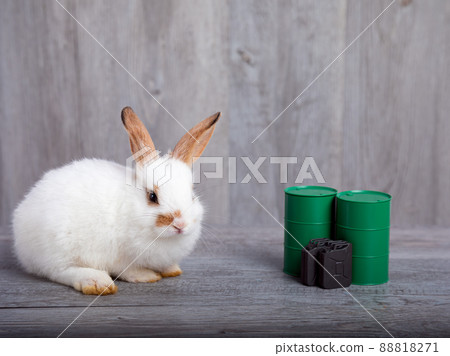 One white cute adorable rabbit sitting with gasoline green tank and gallon One white cute adorable rabbit sitting with gasoline green tank and gallon 88818271