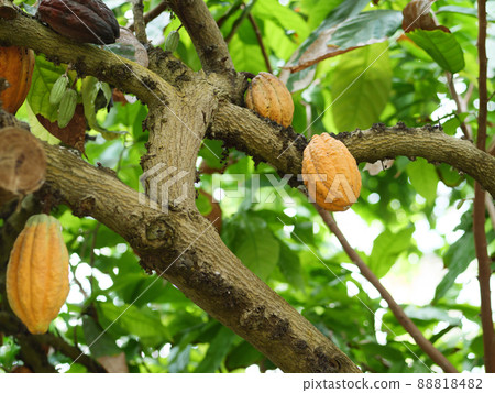 Largely grown cacao fruit 88818482
