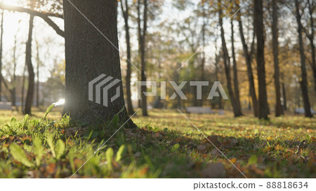 low angle background of park during autumn 88818634