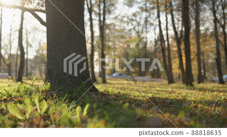 low angle background of park during autumn 88818635