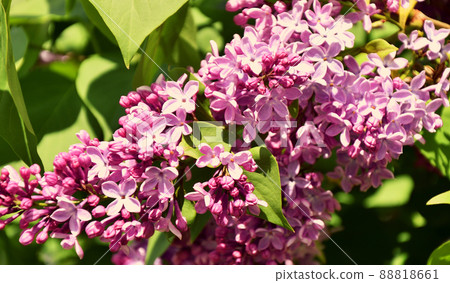Flowers of ordinary lilac (Latin Syringa vulgaris) pale pink 88818661