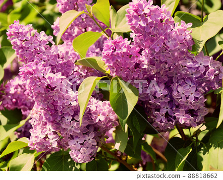 Flowers of ordinary lilac (Latin Syringa vulgaris) pale pink 88818662