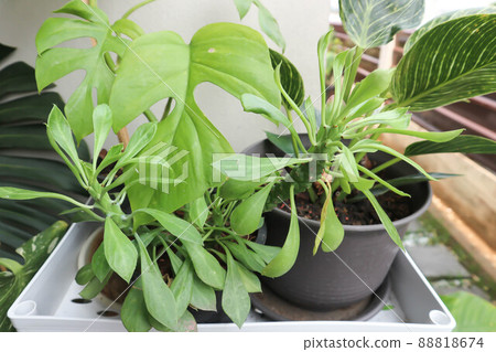 Monadenium, Euphorbia ritchiei or EUPHORBIACEAE Monadenium, Euphorbia ritchiei or EUPHORBIACEAE 88818674