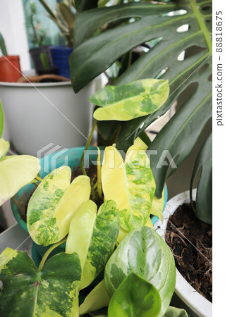 Philodendron Burle Marx Variegated, Philodendron or ARACEAE 88818675