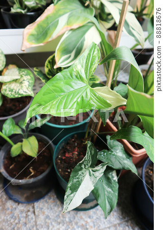 Syngonium podophyllum, Arrowhead Vine or Goosefoot Plant or Araceae. 88818676