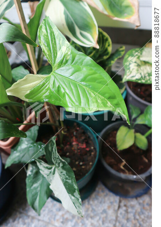 Syngonium podophyllum, Arrowhead Vine or Goosefoot Plant or Araceae. 88818677