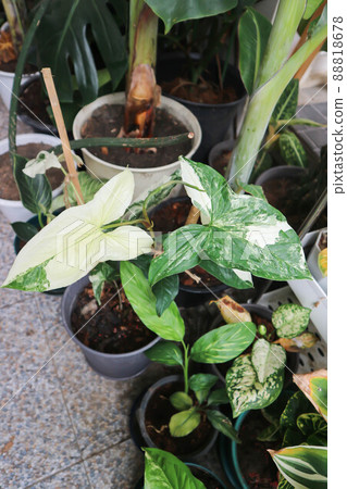 Syngonium podophyllum, Arrowhead Vine or Goosefoot Plant or Araceae. 88818678