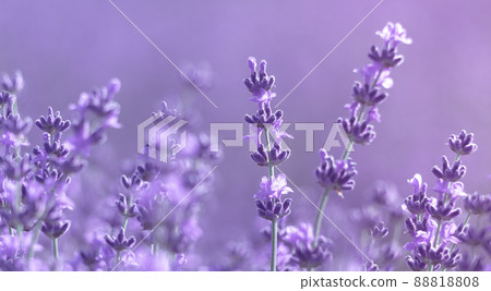 Lavender flower background with beautiful purple colors and bokeh lights. Blooming lavender in a field at sunset in Provence, France. Close up. Selective focus. 88818808